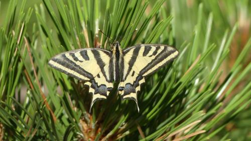 Papilio alexanor